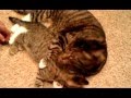 Oskar the Blind Kitten and His Buddy Klaus