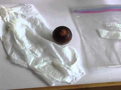 how to replant an avocado seed