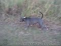 Caprice the hunting Pitbull !! Watch out Labs haha