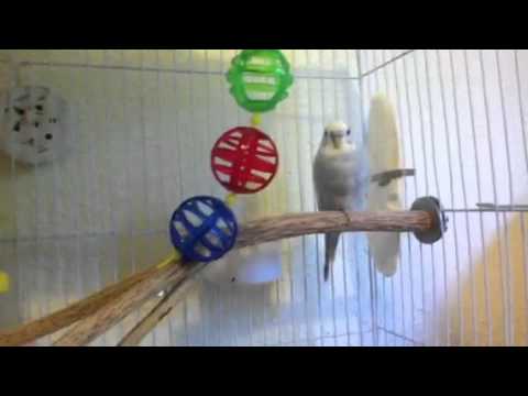 video-linktoworks-How to convince your parents to get you a budgie