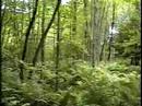 sasquatch-hoax.html