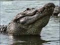 Alligators and whales vs. humans - BBC