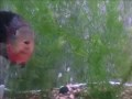 Pearl parrot. Flowerhorn hybrid?