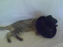The best cat ever!