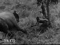 Wild Elephant Round Up 1942