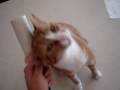 My cat Kuhmo