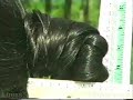 Hong has her enormous bun measured