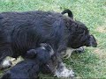Mama Luna met pups 6 weken Mama Luna met pups 6 weken