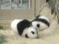 balloon panda 風船パンダ