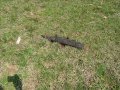 ANVIL Shooting