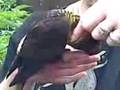 videos de Laura wears out a Lory
