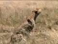 Cheetah courtship - BBC wildlife