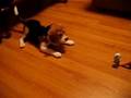 Beagle video