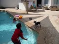 Next Air Bud? Lilly Playing Volleyball