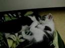 ori and odeng 2