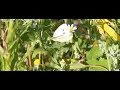 Pieris flies gracefully, Witje vliegt gracieus Pieris flies gracefully, Witje vliegt gracieus