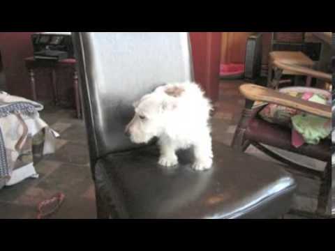 Dozer - Lightest Wheaten