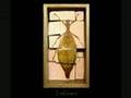 videos de Leaf Insect