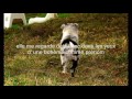 border collie boheme border collie boheme