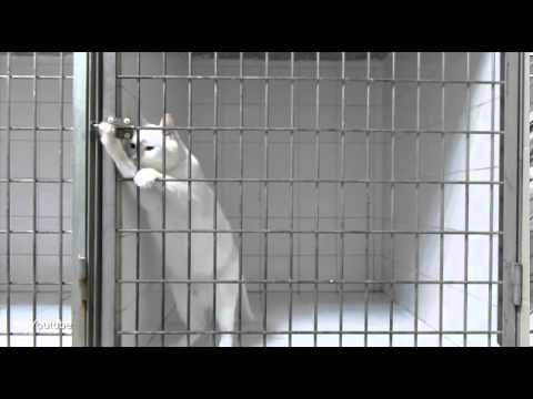 Cat Performing Amazing Jailbreak