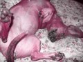 PINKY PINKY