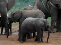 Baby Elephants Playing Near Kruger National Park In Kapama Lodge Game Reserve