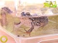 ZooMania ZooMania