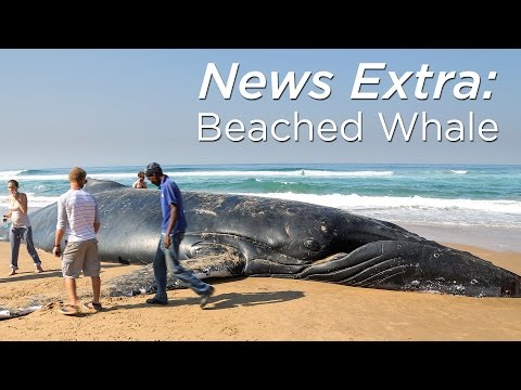 Beached humpback whale near Durban, South Africa