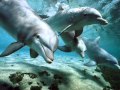 Relax Music _ Nature And Dolphins _ Natura E Delfini