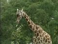 happy animals time happy animals time