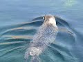 Foca comú - Oceanogràfic València Foca comú - Oceanogràfic València