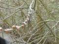 ijspret met Lieke7Merel