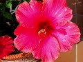 Flores Fiori Fleures