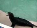 Seaworld