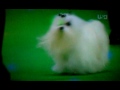 Maltese Westminster kennel club dog show 2012