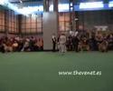 Cruftts 2008 Golden Special Working Gundog Dog