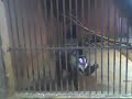 Macaco muito Doido. Zoo em Rio Preto-SP