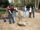 Cangurus Cangurus