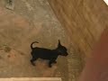 Puppy sounds like a quail weird
