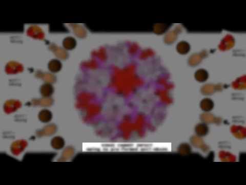 how to measure hbv dna