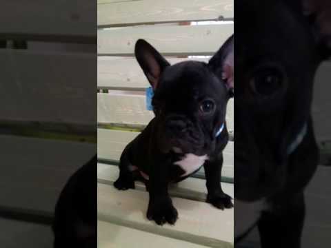 Male French Bulldog