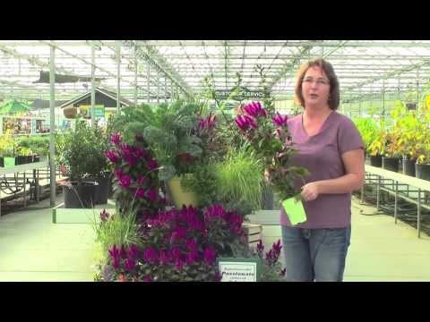 how to grow celosia