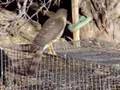 Sharp Dancing