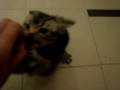 Little Tiger Little Tiger