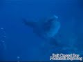 molamola@ bali 2