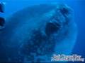 molamola@ bali 2