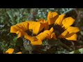 Discovery Channel Planet Earth Time Lapse ft. The Album Leaf