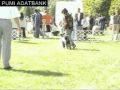 Iharos Fürge Adamantin