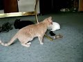Bunny Vs Cat