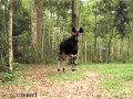 Somba the Congo Ranger talks about Okapis Somba the Congo Ranger talks about Okapis